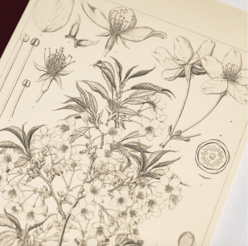 HOBONICHI Yamazakura Notatbok, A5