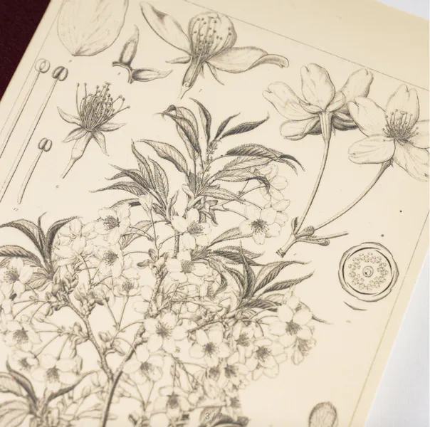 HOBONICHI Yamazakura Notatbok, A6